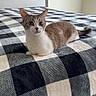 cat, bed, checkered_bedspread, indoor, feline, animal, pet, resting, alert, curious, whiskers, ears, tail, fur, domestic_cat, home, cozy, quiet, soft_light, neutral_colors