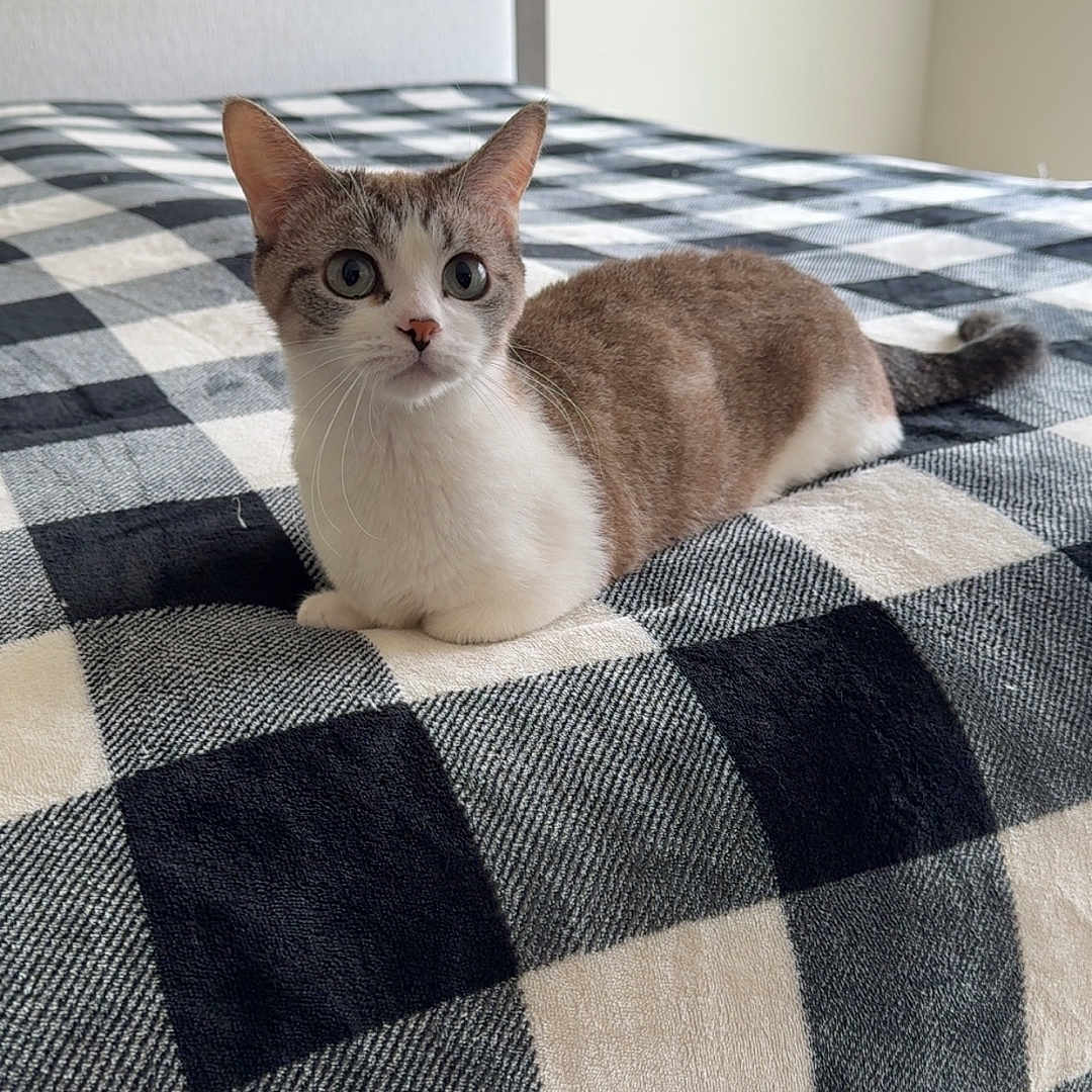 Freya is registered to the contest to win money with this photo: cat, bed, checkered_bedspread, indoor, feline, animal, pet, resting, alert, curious, whiskers, ears, tail, fur, domestic_cat, home, cozy, quiet, soft_light, neutral_colors