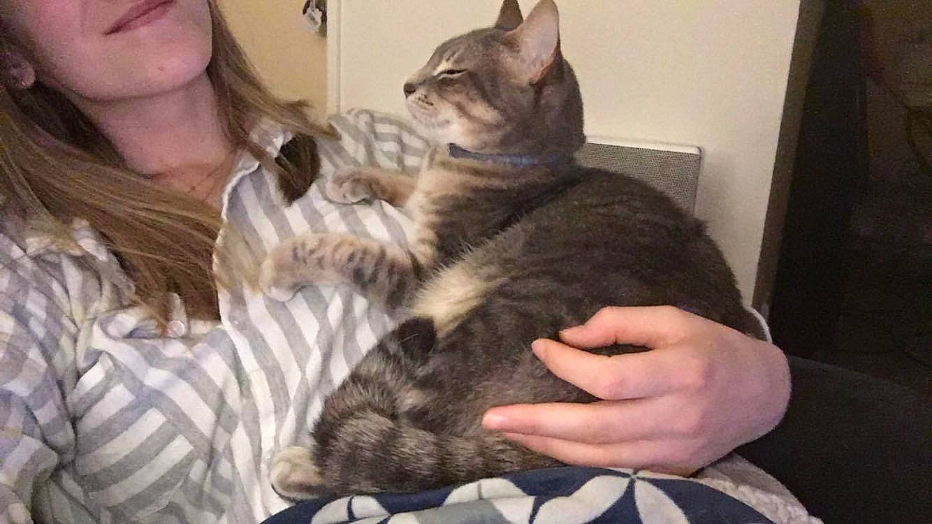 Moka participe au concours pour gagner de l'argent avec cette photo : american_shorthair, asian, carnivore, cat, domestic_short_haired_cat, dragon_li, ear, egyptian_mau, european_shorthair, felidae, fur, german_rex, hand, kitten, mammal, pixie_bob, small_to_medium_sized_cats, tabby_cat, vertebrate, whiskers