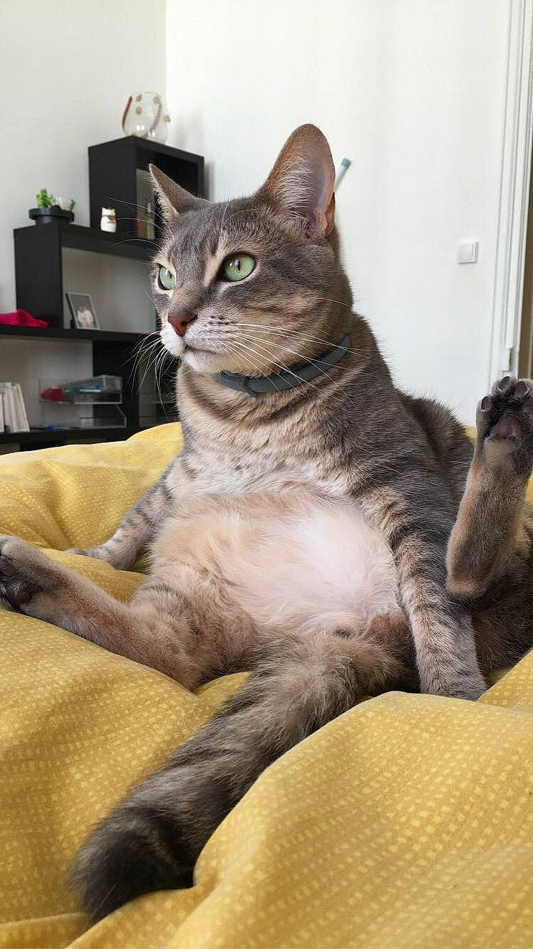 Moka a rejoint le concours — aidez-le/la à gagner de superbes lots ! asian, australian_mist, carnivore, cat, domestic_short_haired_cat, european_shorthair, felidae, mammal, russian_blue, small_to_medium_sized_cats, tabby_cat, vertebrate, whiskers