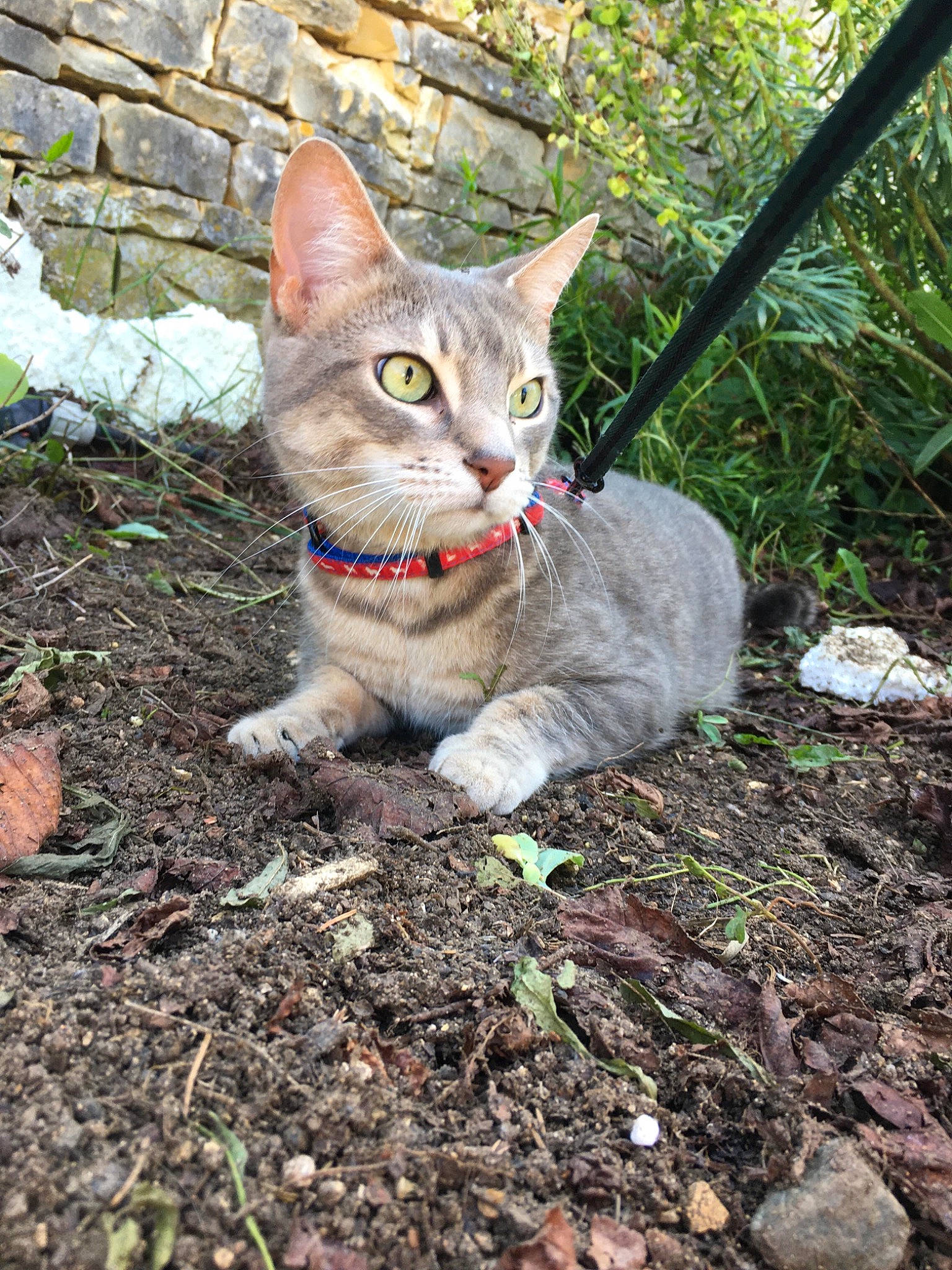 Moka participe au concours pour gagner de l'argent avec cette photo : aegean_cat, asian, carnivore, cat, domestic_short_haired_cat, european_shorthair, eye, fawn, felidae, german_rex, grass, kitten, leaf, plant, small_to_medium_sized_cats, soil, tabby_cat, tree, whiskers, wild_cat