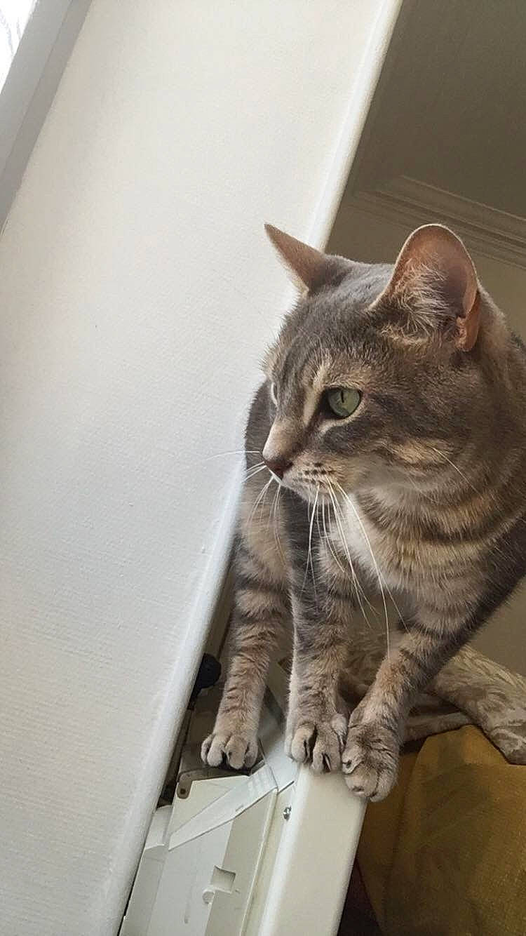 Moka a rejoint le concours — aidez-le/la à gagner de superbes lots ! aegean_cat, american_shorthair, asian, australian_mist, british_semi_longhair, carnivore, cat, domestic_short_haired_cat, dragon_li, european_shorthair, fawn, felidae, kitten, mammal, ocicat, small_to_medium_sized_cats, snout, tabby_cat, whiskers