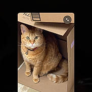 Cinnamon joined the competition — help win amazing prizes! cat, ginger_cat, cardboard_box, indoor, pet, feline, collar, bell, curious, sitting, floor, tile_floor, brown, orange, whiskers, ears, tail, looking_at_camera, cute, domestic_animal