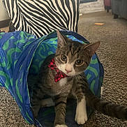Mystic is registered to the contest to win money with this photo: cat, tabby_cat, bow_tie, toy_tunnel, carpet, zebra_pattern, pillow, living_room, fireplace, furniture, pet, animal, cute, playful, indoor, curious, mammal, whiskers, ears, tail