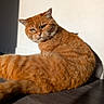 Caramelle participe au concours pour gagner de l'argent avec cette photo : animal, cat, cute, domestic_cat, ears, face, feline, floor, fur, indoor, looking, mammal, orange_tabby, pet, relaxing, shadow, sitting, sunlight, whiskers, wooden_floor