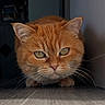 Caramelle a rejoint le concours — aidez-le/la à gagner de superbes lots ! animal, cat, close_up, crouching, cute, domestic_animal, eyes, feline, floor, focused, fur, indoor, intense_gaze, mammal, orange_cat, pet, portrait, soft_lighting, texture, whiskers