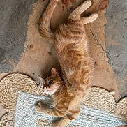 Tchai joined the competition — help win amazing prizes! animal, cat, claws, cozy, ears, feline, flooring, fur, indoor, lying_down, mammal, orange_tabby, paws, pet, relaxed, rug, tail, texture, whiskers, wooden_floor