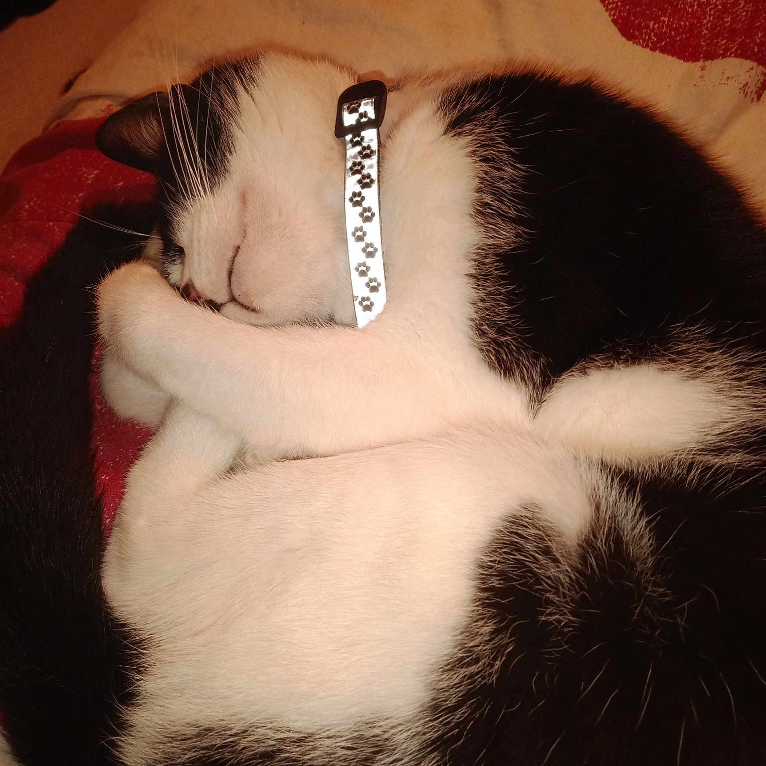 Filou