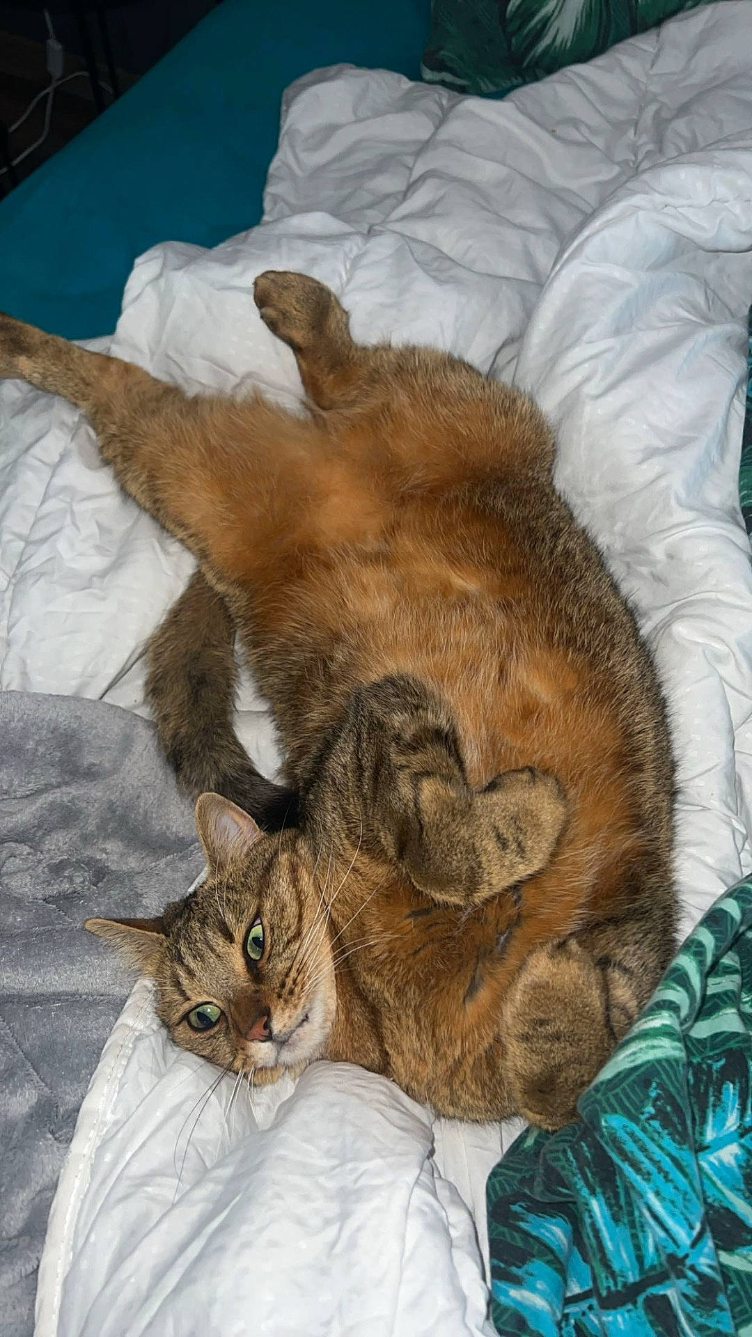 Rolex a rejoint le concours — aidez-le/la à gagner de superbes lots ! abyssinian, animal, bed, bedroom, blanket, cat, couch, cushion, egyptiancat, furniture, homedecor, indoors, interiordesign, kitten, manx, person, pet, quilt, room, sleeping