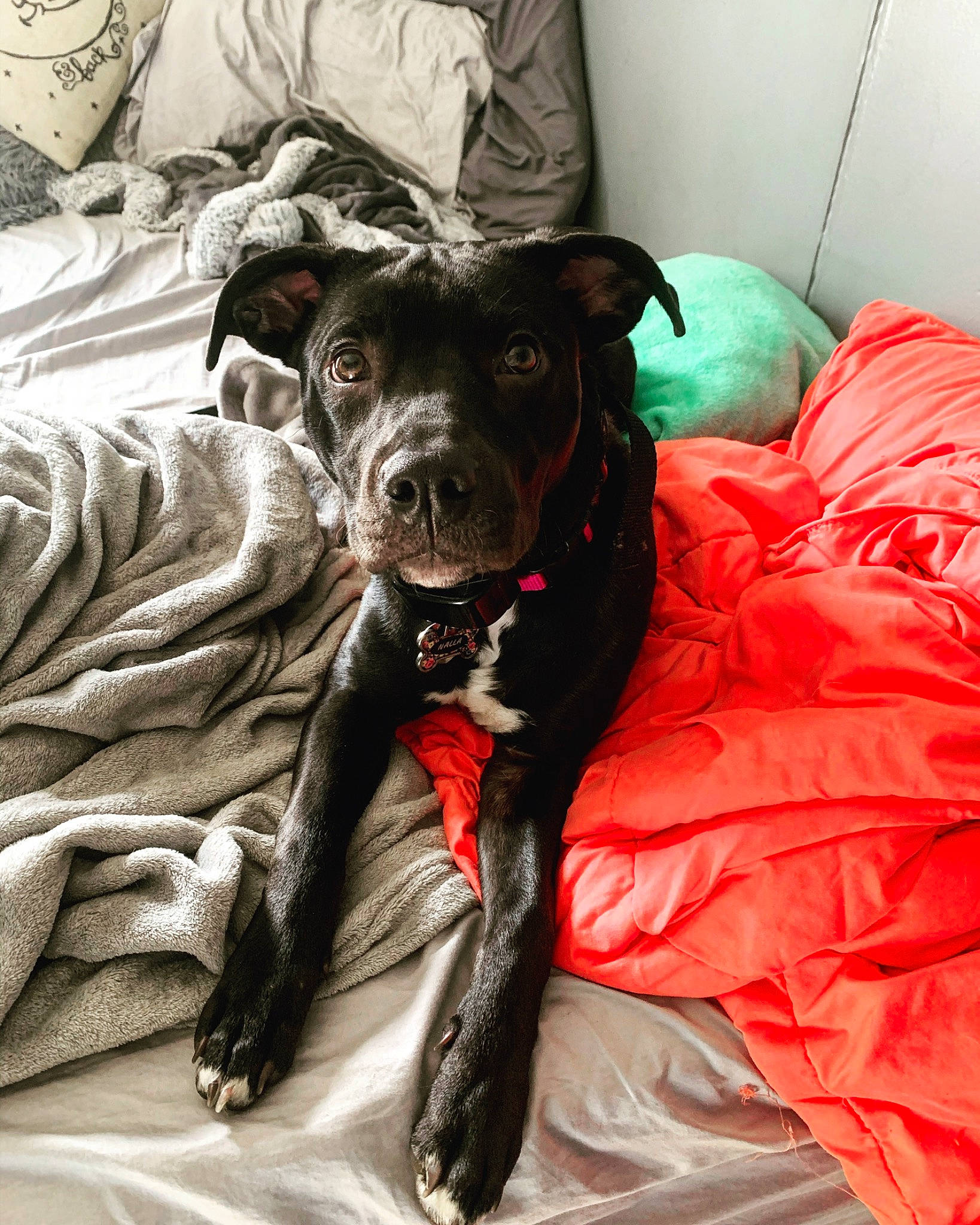 Nalla joined the competition — help win amazing prizes! american_pit_bull_terrier, american_staffordshire_terrier, canidae, carnivore, companion_dog, dog, dog_breed, furniture, guard_dog, non_sporting_group, pit_bull, puppy, snout, sporting_group, staffordshire_bull_terrier