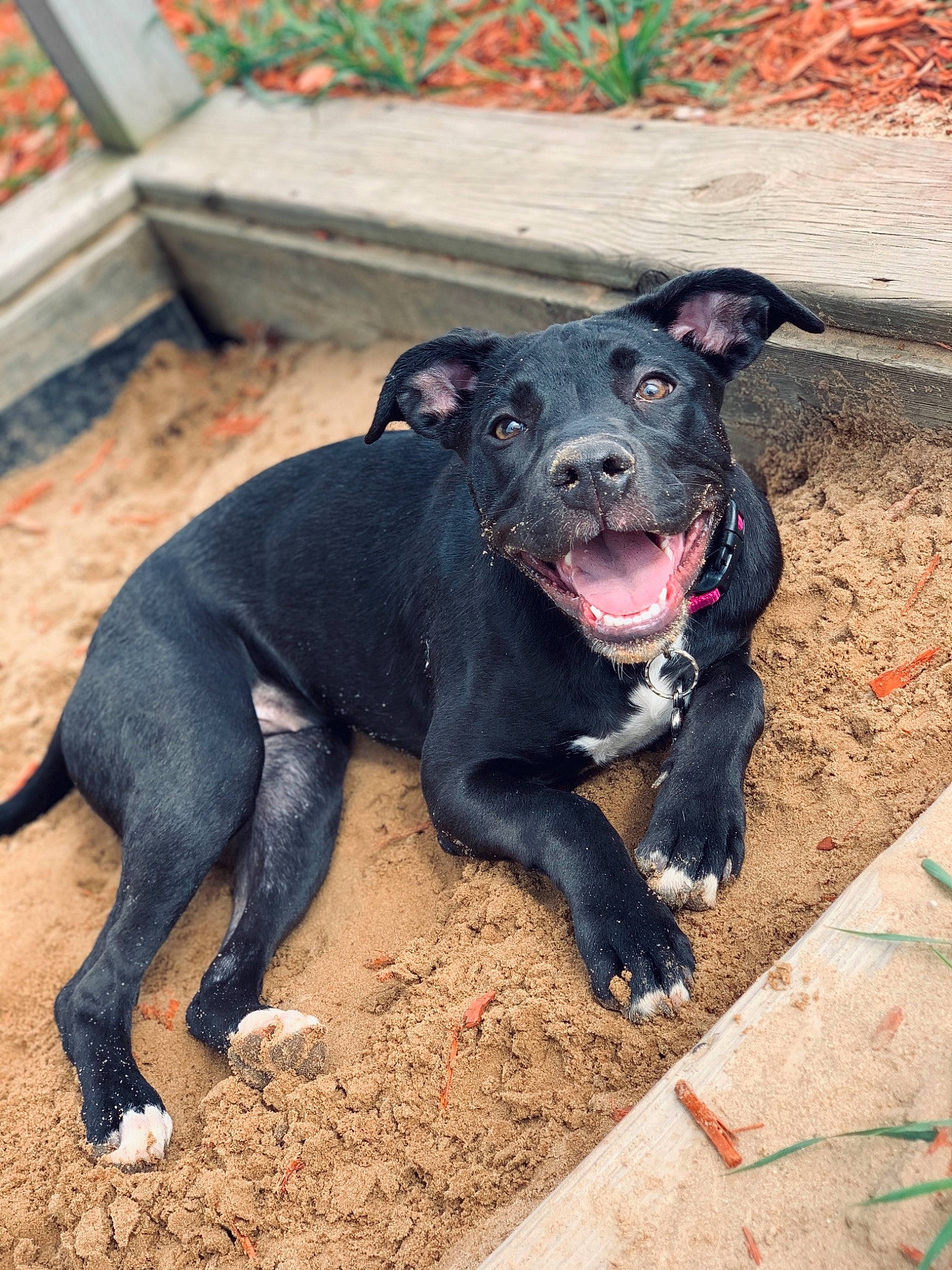 Nalla joined the competition — help win amazing prizes! alaunt, american_pit_bull_terrier, american_staffordshire_terrier, canidae, canis_panther, carnivore, dog, dog_breed, fawn, mammal, non_sporting_group, pit_bull, rare_breed_dog, snout, sporting_group, staffordshire_bull_terrier, terrier, vertebrate