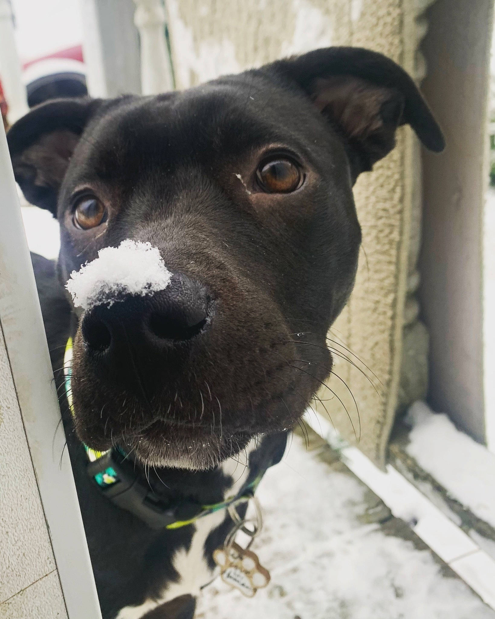 Nalla joined the competition — help win amazing prizes! american_pit_bull_terrier, american_staffordshire_terrier, canidae, carnivore, dog, dog_breed, fawn, mammal, non_sporting_group, nose, patterdale_terrier, pit_bull, rare_breed_dog, snout, sporting_group, staffordshire_bull_terrier, whiskers