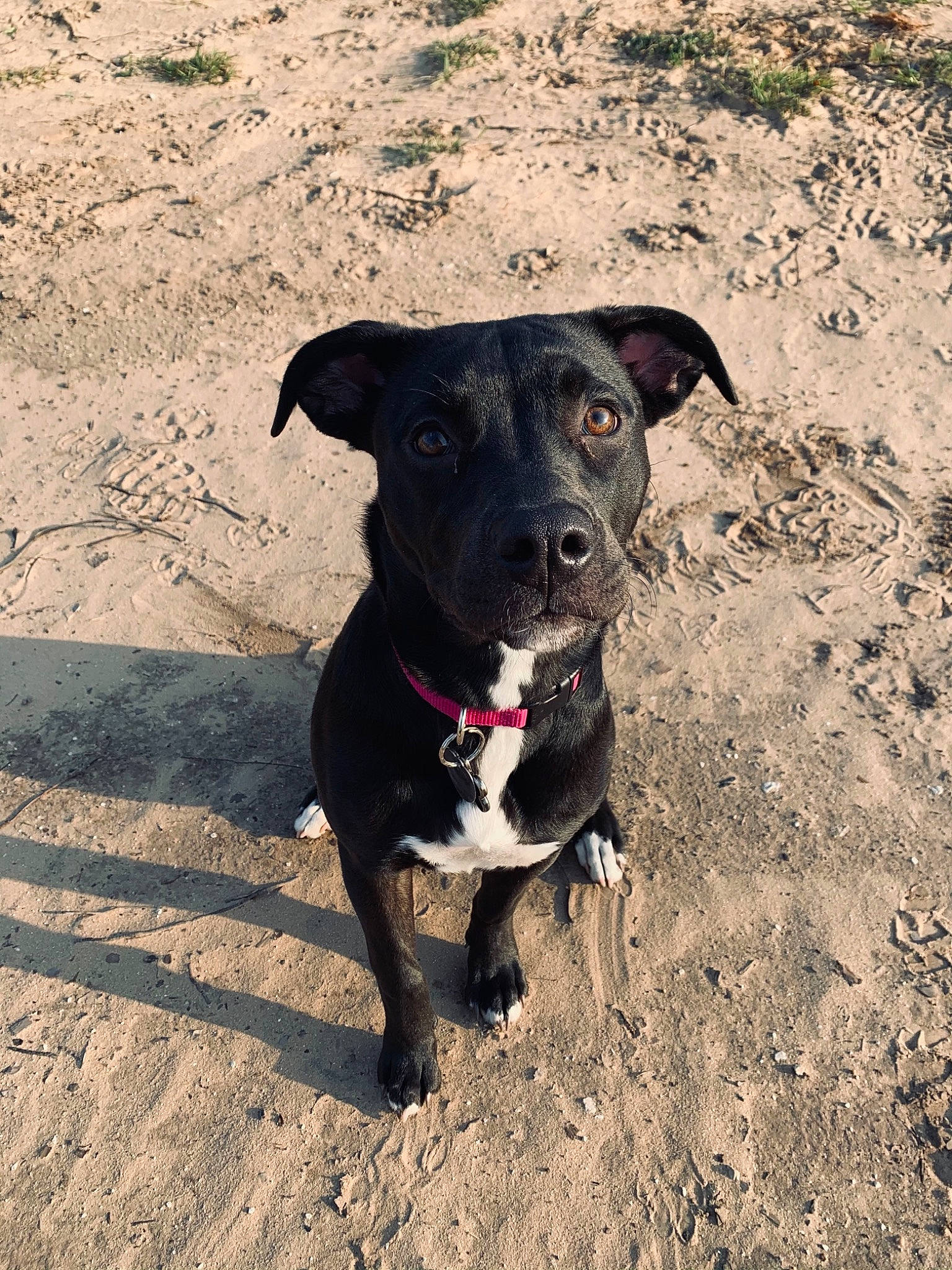 Nalla is registered to the contest to win money with this photo: adventure, american_pit_bull_terrier, borador, canidae, carnivore, dog, dog_breed, dog_collar, fawn, feist, hunting_dog, mammal, mountain_cur, patterdale_terrier, plant, potcake_dog, rare_breed_dog, snout, sporting_group, street_dog