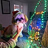 Tao a rejoint le concours — aidez-le/la à gagner de superbes lots ! blanket, christmas, colorful_lighting, cute, decoration, dog, festive, holiday, home, indoors, led_lights, living_room, pet, portrait, santa_hat, shih_tzu, sitting, small_dog, string_lights, table