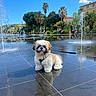Tao participe au concours pour gagner de l'argent avec cette photo : blue_sky, buildings, dog, fluffy, fountain, leash, outdoors, palm_trees, park, pet, plaza, portrait, reflection, shih_tzu, sitting, small_dog, sunny, tourists, water, wet_tiles