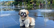 Tao participe au concours pour gagner de l'argent avec cette photo : blue_sky, buildings, dog, fluffy, fountain, leash, outdoor, palm_trees, park, pavement, people, plaza, portrait, reflection, shih_tzu, sitting, small_dog, sunny, vacation, water