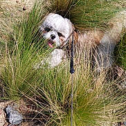 Tao a rejoint le concours — aidez-le/la à gagner de superbes lots ! brown_fur, dog, face, fluffy, garden, grass, happy, hiding, leash, nature, ornamental_grass, outdoor, pet, plants, portrait, rocks, small_dog, stone_wall, tongue_out, white_fur