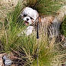 brown_fur, dog, face, fluffy, garden, grass, happy, hiding, leash, nature, ornamental_grass, outdoor, pet, plants, portrait, rocks, small_dog, stone_wall, tongue_out, white_fur