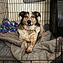 dog, crate, blanket, fleece, pet, indoor, canine, resting, fur, brown, white, black, animal, cage, collar, bed, comfort, looking, ears, paw