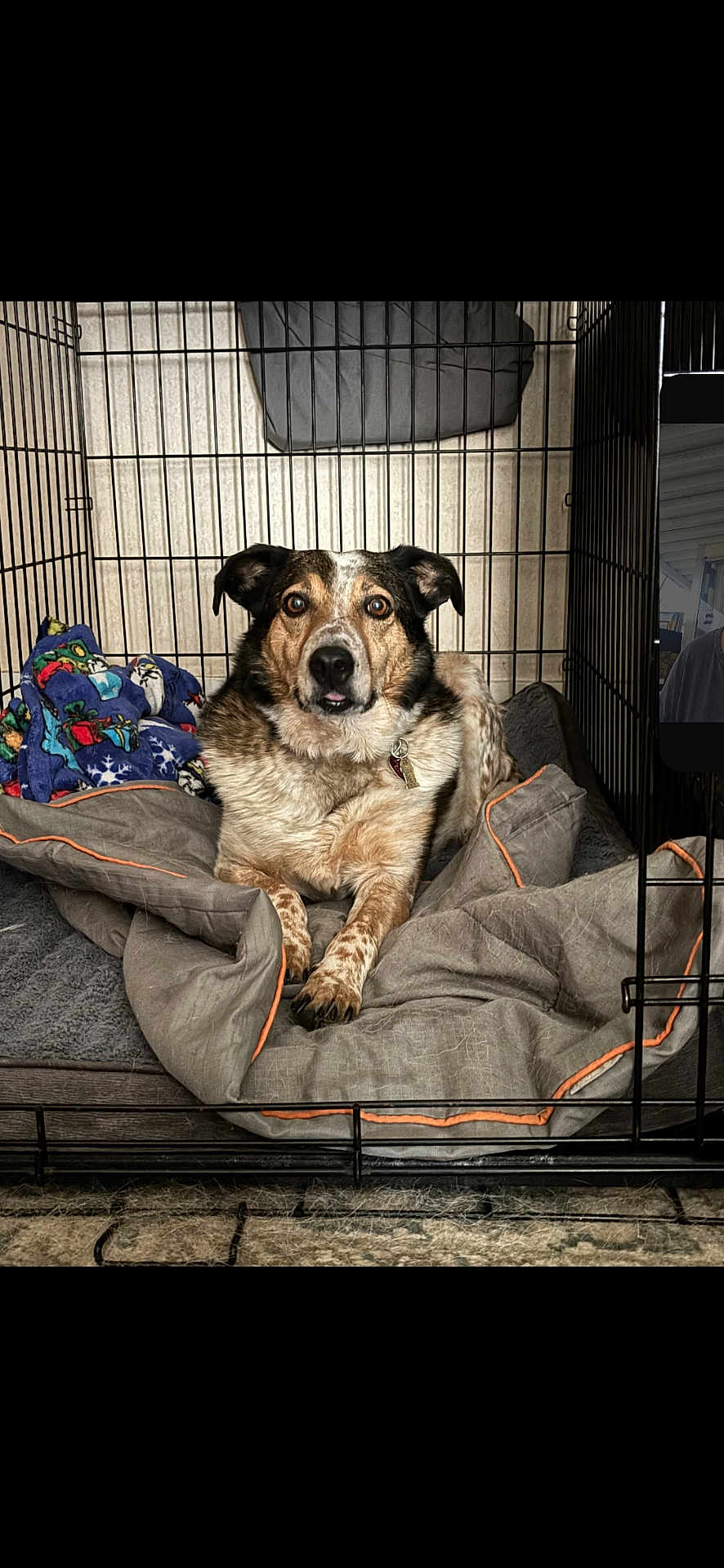 Remy joined the competition — help win amazing prizes! dog, crate, blanket, fleece, pet, indoor, canine, resting, fur, brown, white, black, animal, cage, collar, bed, comfort, looking, ears, paw