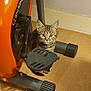 animal, cat, curious, ears, exercise_bike, eyes, feline, floor, indoor, kitten, orange, pedal, pet, reflection, shadow, small, tabby, whiskers, wooden_floor, young