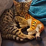 Bella a rejoint le concours — aidez-le/la à gagner de superbes lots ! cat, kitten, sleeping, plush_toy, tiger, stuffed_animal, cozy, cuddle, feline, tabby, striped, paw, tail, indoor, soft, resting, cute, pet, animal, comfort