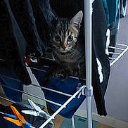 Bella a rejoint le concours — aidez-le/la à gagner de superbes lots ! cat, kitten, tabby, clothes, drying_rack, indoor, curious, pet, animal, feline, ears, whiskers, eyes, floor, household, laundry, clothing, hanging, metal, home