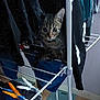 cat, kitten, tabby, clothes, drying_rack, indoor, curious, pet, animal, feline, ears, whiskers, eyes, floor, household, laundry, clothing, hanging, metal, home