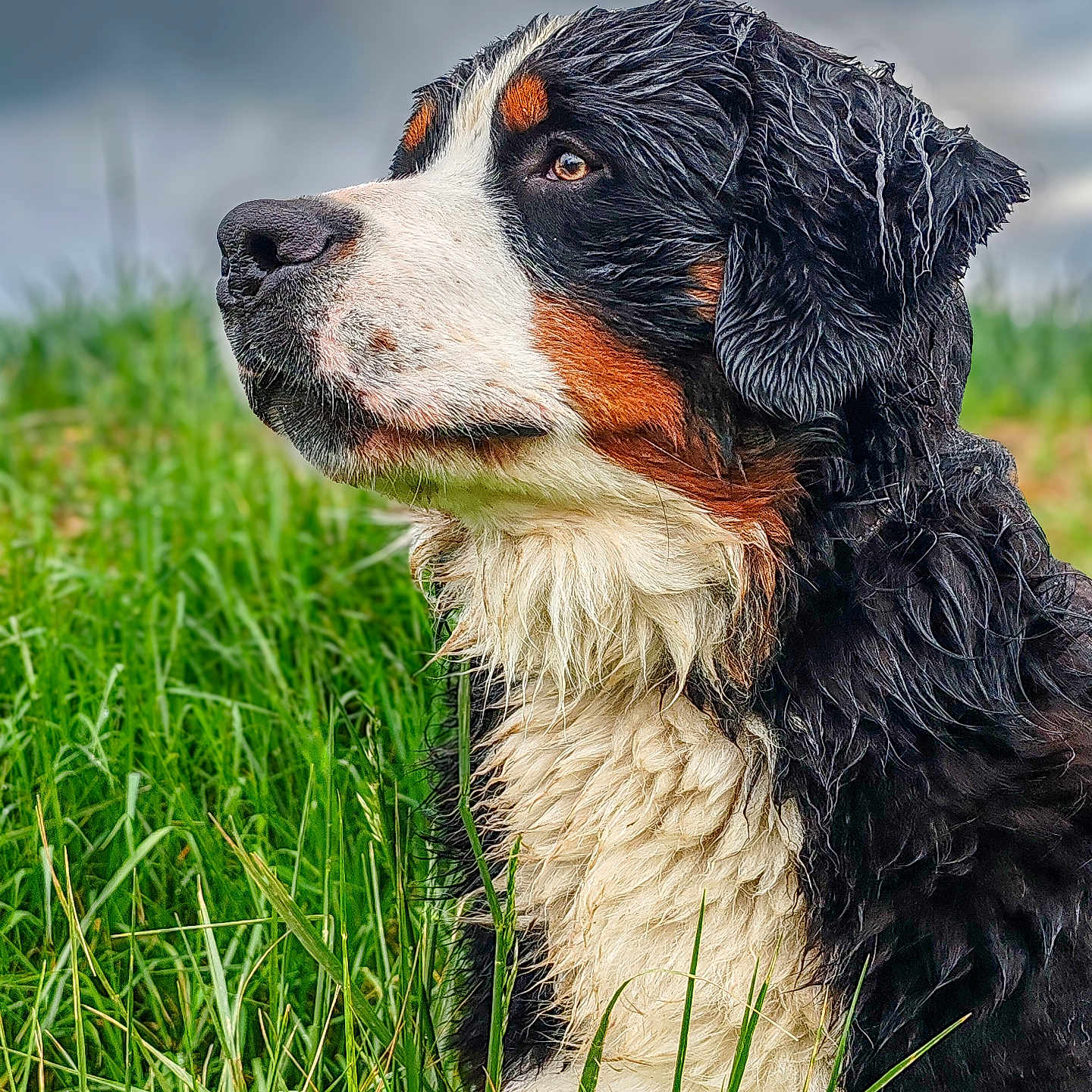 Isaac a rejoint le concours — aidez-le/la à gagner de superbes lots ! animal, bernese_mountain_dog, canine, closeup, cloudy_sky, dog, field, fur, grass, greenery, looking_away, mammal, moody, nature, outdoor, pet, portrait, side_profile, thoughtful, wet_fur