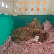 Garfield joined the competition — help win amazing prizes! adorable, animal, cozy, cute, domestic_cat, feline, fur, indoor, kitten, orange_cat, paw, pet, pet_carrier, pink_blanket, plush_toy, relaxed, resting, sleeping, small_animal, soft_texture