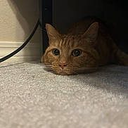 Buttercup is registered to the contest to win money with this photo: cat, orange_tabby, carpet, indoor, pet, animal, lying_down, whiskers, ears, curious, close_up, floor, domestic_cat, feline, cute, resting, eyes, nose, shadow, home