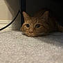 cat, orange_tabby, carpet, indoor, pet, animal, lying_down, whiskers, ears, curious, close_up, floor, domestic_cat, feline, cute, resting, eyes, nose, shadow, home
