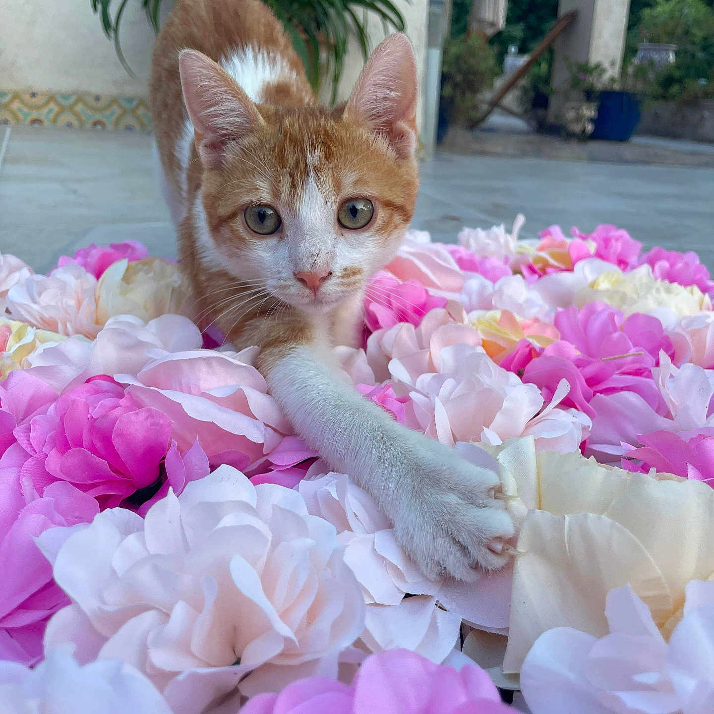 Simba participe au concours pour gagner de l'argent avec cette photo : animal, background_blur, cat, cautious, close_up, curious, flowers, greenery, kitten, nature, orange_and_white, outdoor, patio, paw, pet, pink_flowers, plant, playful, white_flowers, young_animal
