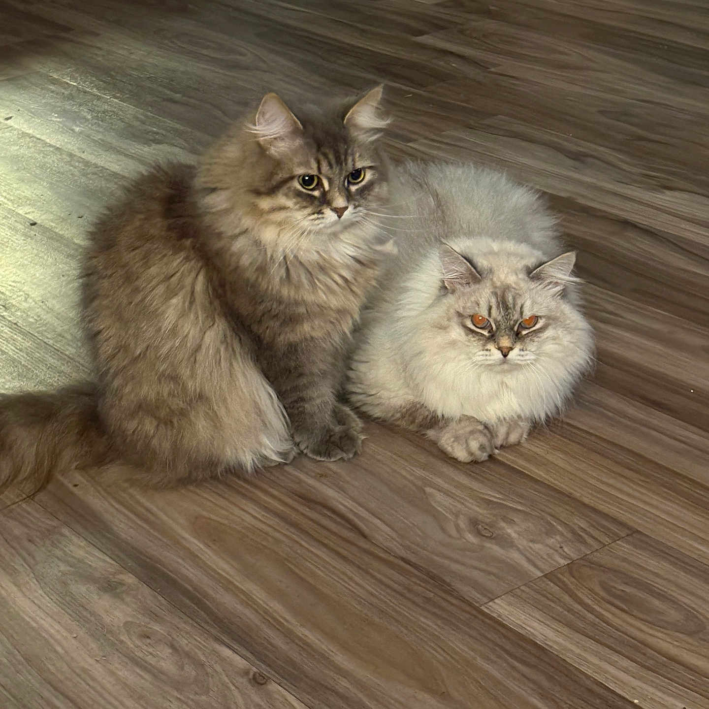 Dusty And Icey is registered to the contest to win money with this photo: alert, animal, brown_cat, cat, cats, cozy, cute, domestic, feline, flooring, fluffy, fur, indoor, lying_down, orange_eyes, pet, sitting, two_cats, white_cat, wooden_floor