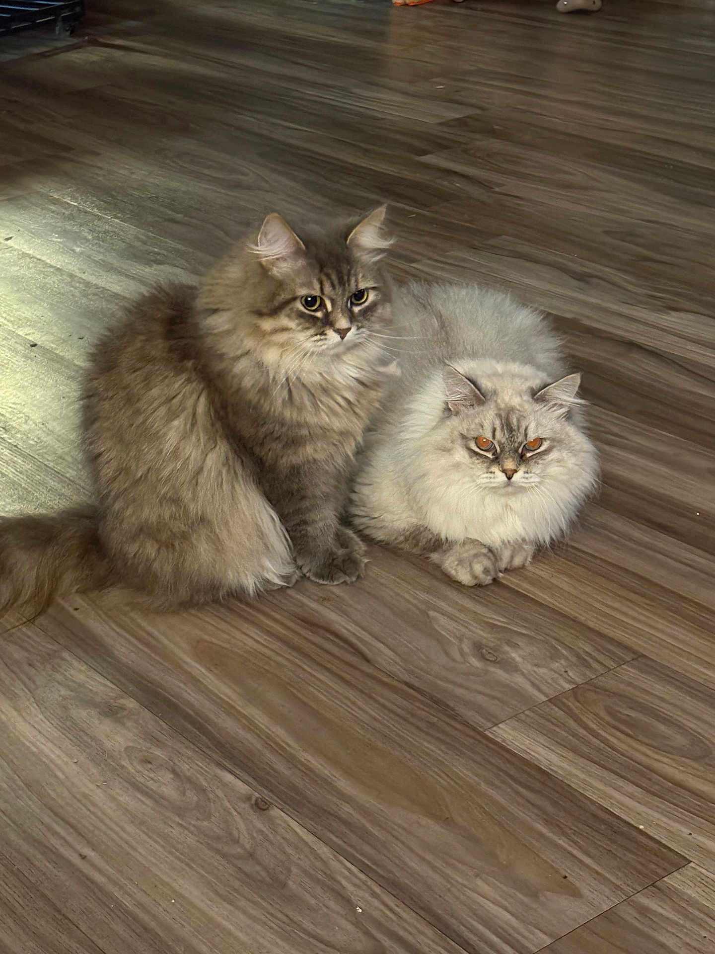 Dusty And Icey