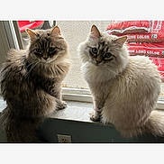 Dusty And Icey is registered to the contest to win money with this photo: animal_portrait, cat, companions, curious, cute, domestic_animal, feline, fluffy, gray_cat, household, indoor, marble_sill, natural_light, pets, resting, screen, sitting, two_animals, white_cat, window