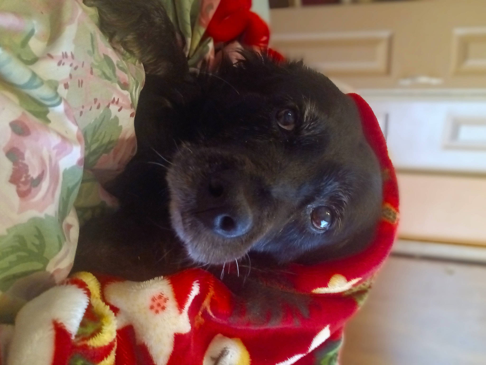 Daisy joined the competition — help win amazing prizes! canidae, carmine, carnivore, companion_dog, dog, dog_breed, dog_supply, dog_toy, fawn, fur, kitchen_appliance, liver, snout, sporting_group, tail, toy, wall_plate, wall_socket, whiskers, working_animal