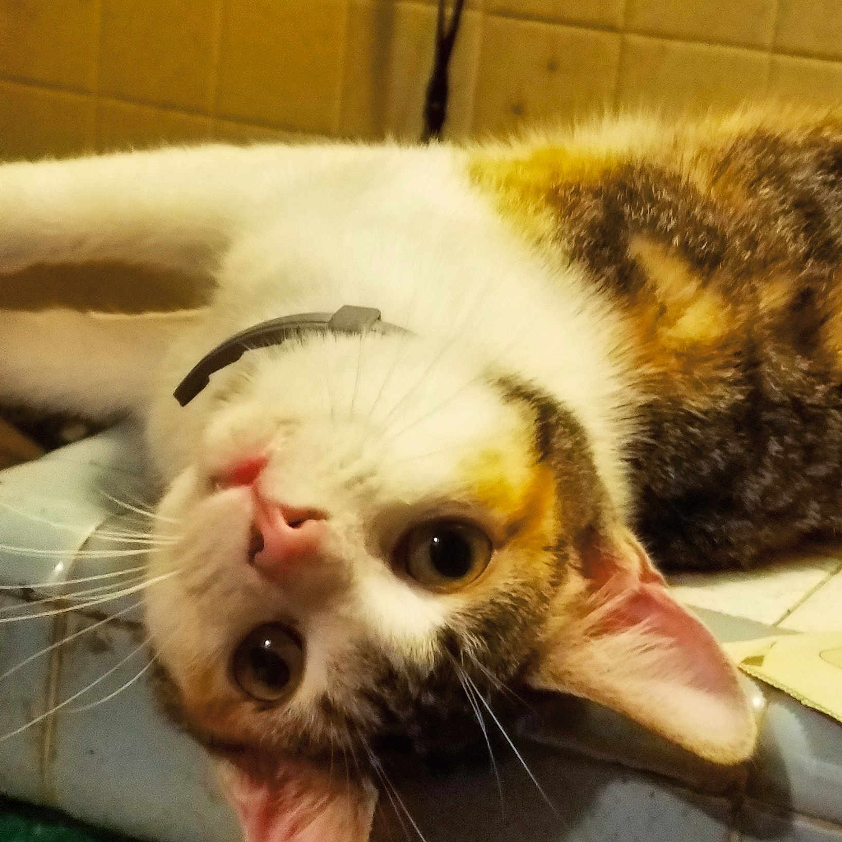 Rozwell is registered to the contest to win money with this photo: aegean_cat, american_shorthair, animal_shelter, carnivore, cat, claw, domestic_short_haired_cat, ear, european_shorthair, felidae, fur, kitten, mammal, munchkin, nose, paw, small_to_medium_sized_cats, snout, whiskers