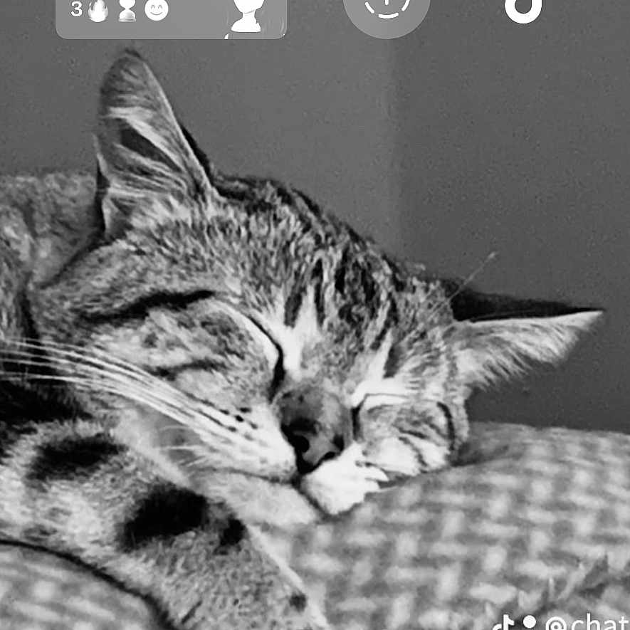 Willy Pumba a rejoint le concours — aidez-le/la à gagner de superbes lots ! abyssinian, advertisement, animal, book, cat, electronics, face, hardware, head, kitten, manx, number, page, person, pet, poster, publication, sleeping, symbol, text