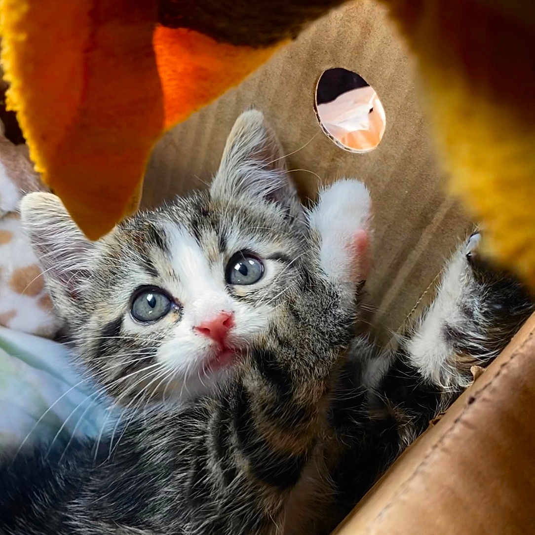 Lily joined the competition — help win amazing prizes! abyssinian, animal, basket, bed, blanket, box, cat, citrusfruit, couch, den, food, fruit, furniture, kitten, manx, orange, pet, plant, produce, siamese