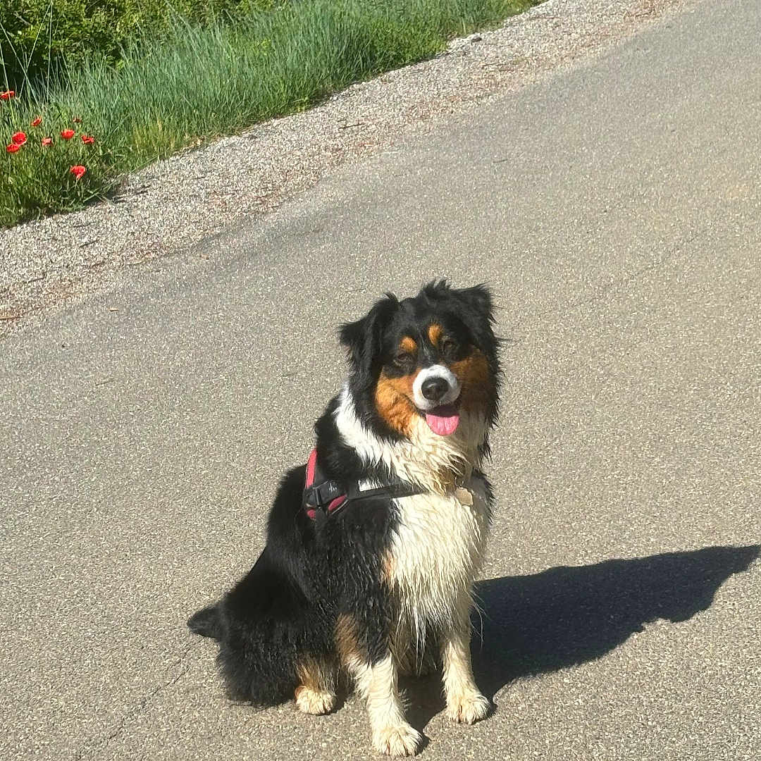 Poupée a rejoint le concours — aidez-le/la à gagner de superbes lots ! animal, canine, daytime, dog, flowers, fur, grass, happy, leafy, nature, outdoor, pet, road, shadow, sitting, summer, sunlight, tongue_out, tricolor, walk