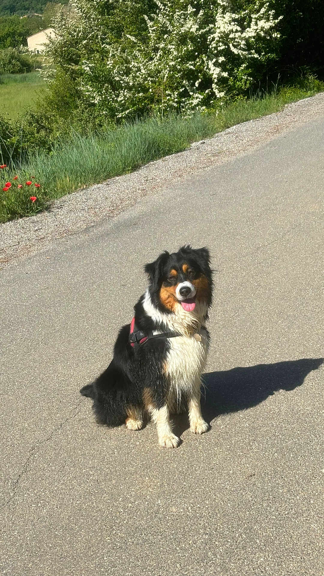 Poupée a rejoint le concours — aidez-le/la à gagner de superbes lots ! dog, outdoor, road, grass, flowers, sunlight, tricolor, happy, pet, canine, nature, sitting, tongue_out, fur, shadow, leafy, summer, walk, animal, daytime
