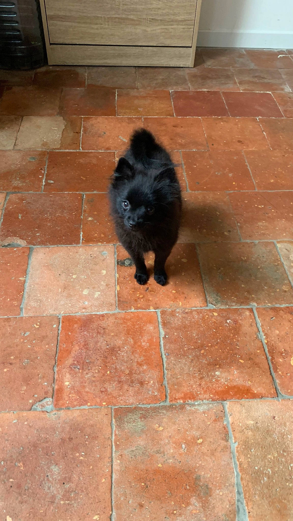 Tessy participe au concours pour gagner de l'argent avec cette photo : asphalt, brick, brickwork, building_material, carnivore, cat, companion_dog, dog_breed, felidae, floor, flooring, line, road_surface, sidewalk, small_to_medium_sized_cats, snout, tail, tints_and_shades, wall, whiskers