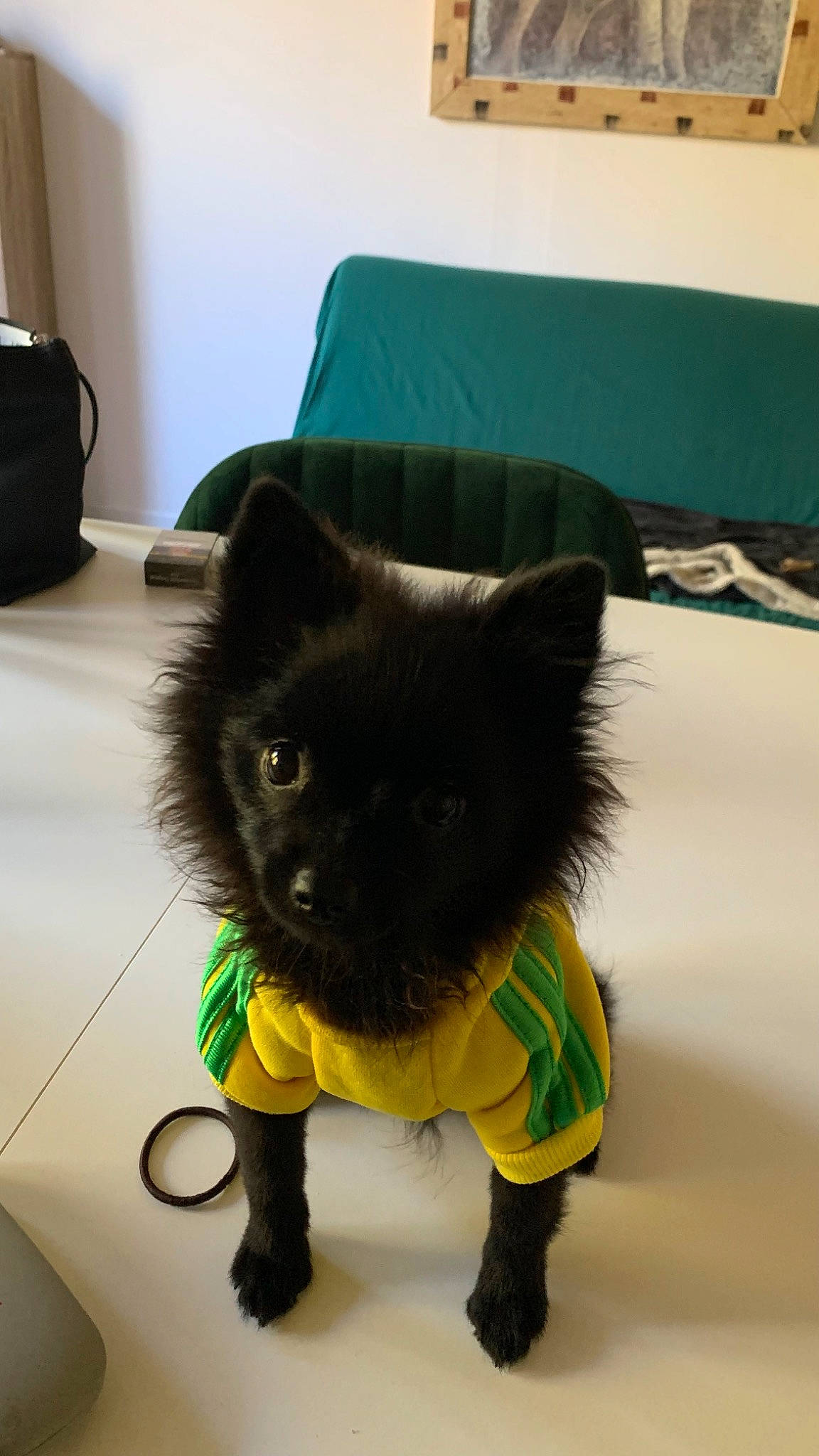 Tessy participe au concours pour gagner de l'argent avec cette photo : black_cat, canidae, carnivore, cat, chair, comfort, companion_dog, dog_breed, domestic_short_haired_cat, felidae, flooring, fur, green, paw, small_to_medium_sized_cats, snout, sporting_group, tail, toy_dog, whiskers