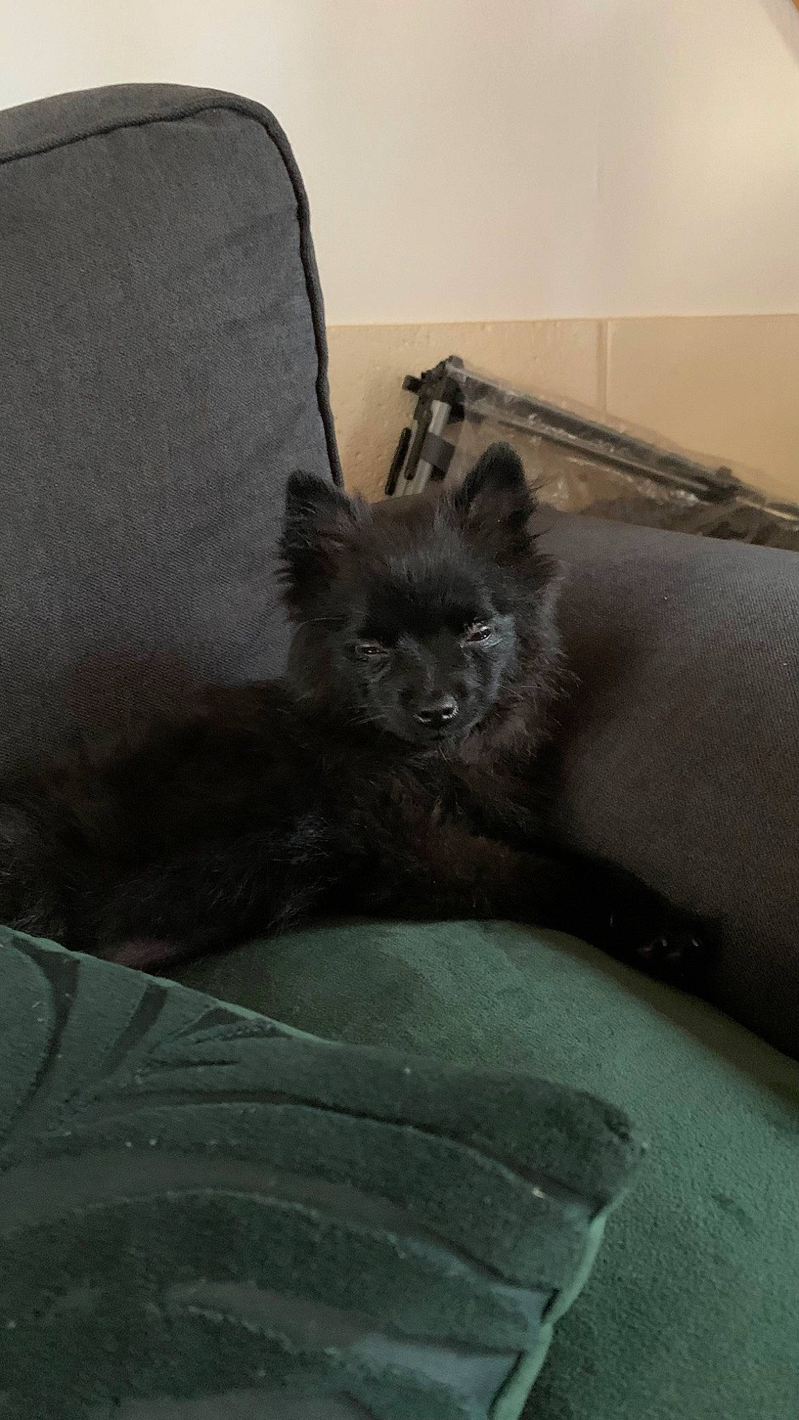 Tessy a rejoint le concours — aidez-le/la à gagner de superbes lots ! black_cat, carnivore, cat, cat_supply, chair, claw, comfort, couch, domestic_short_haired_cat, felidae, fur, furniture, grey, paw, sitting, small_to_medium_sized_cats, snout, tail, terrestrial_animal, whiskers