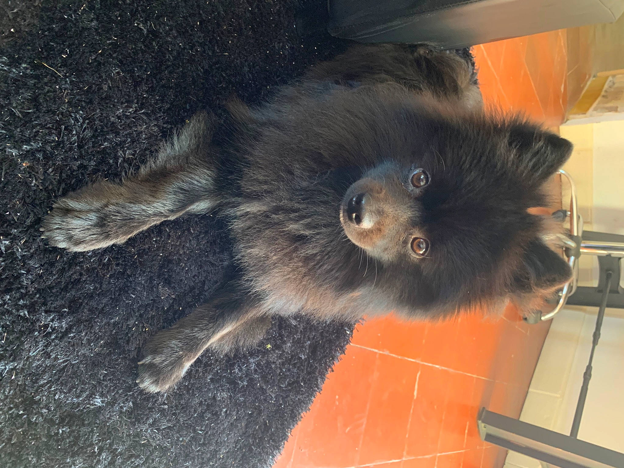 Samy participe au concours pour gagner de l'argent avec cette photo : canidae, carnivore, claw, companion_dog, dog_breed, flooring, foot, fur, paw, snout, sporting_group, tail, terrestrial_animal, whiskers, working_animal