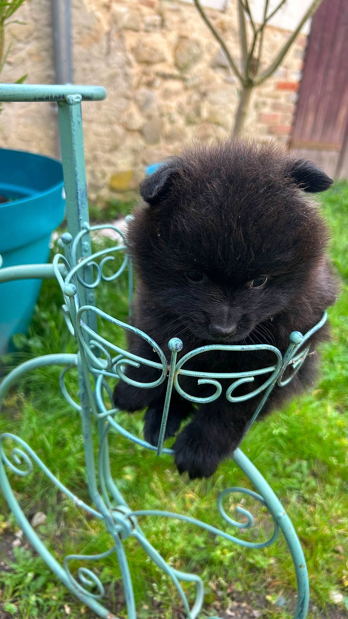 Victoire participe au concours pour gagner de l'argent avec cette photo : foot, fur, grass, livestock, mammal, pack_animal, personal_protective_equipment, rope, snout, tail, terrestrial_animal, tree, vertebrate, wildlife, working_animal