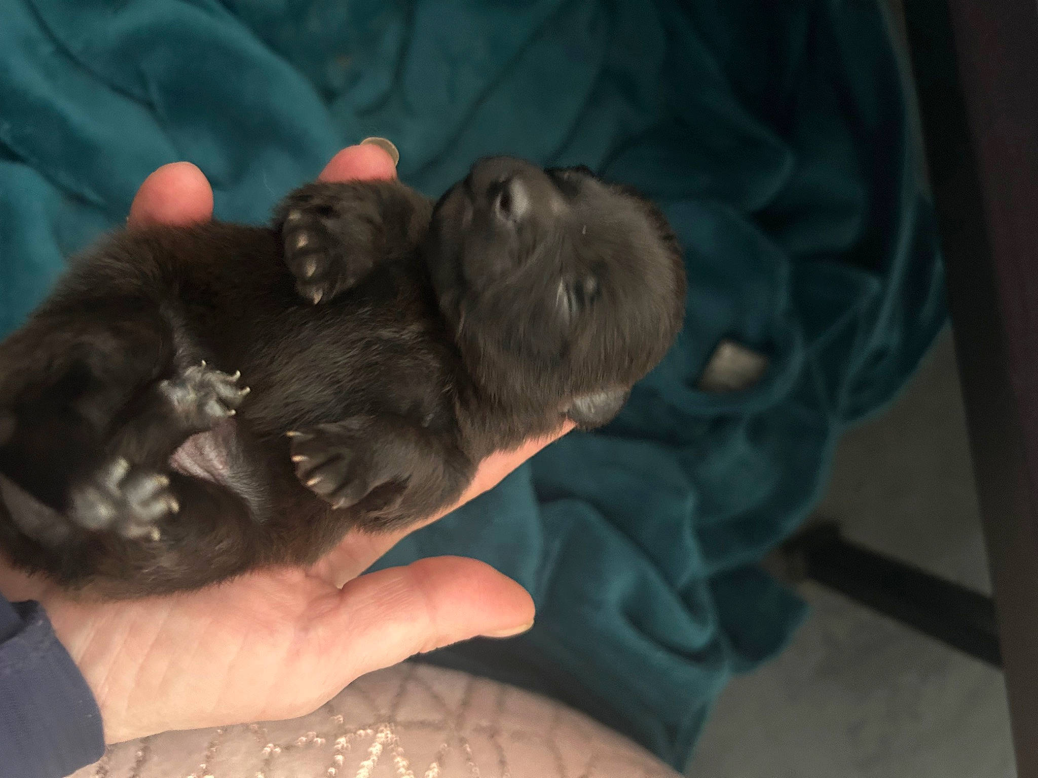 Victoire a rejoint le concours — aidez-le/la à gagner de superbes lots ! canidae, carnivore, claw, comfort, companion_dog, dog, dog_breed, finger, fur, gesture, hand, liver, nail, paw, puppy, snout, sporting_group, terrestrial_animal, thumb, whiskers