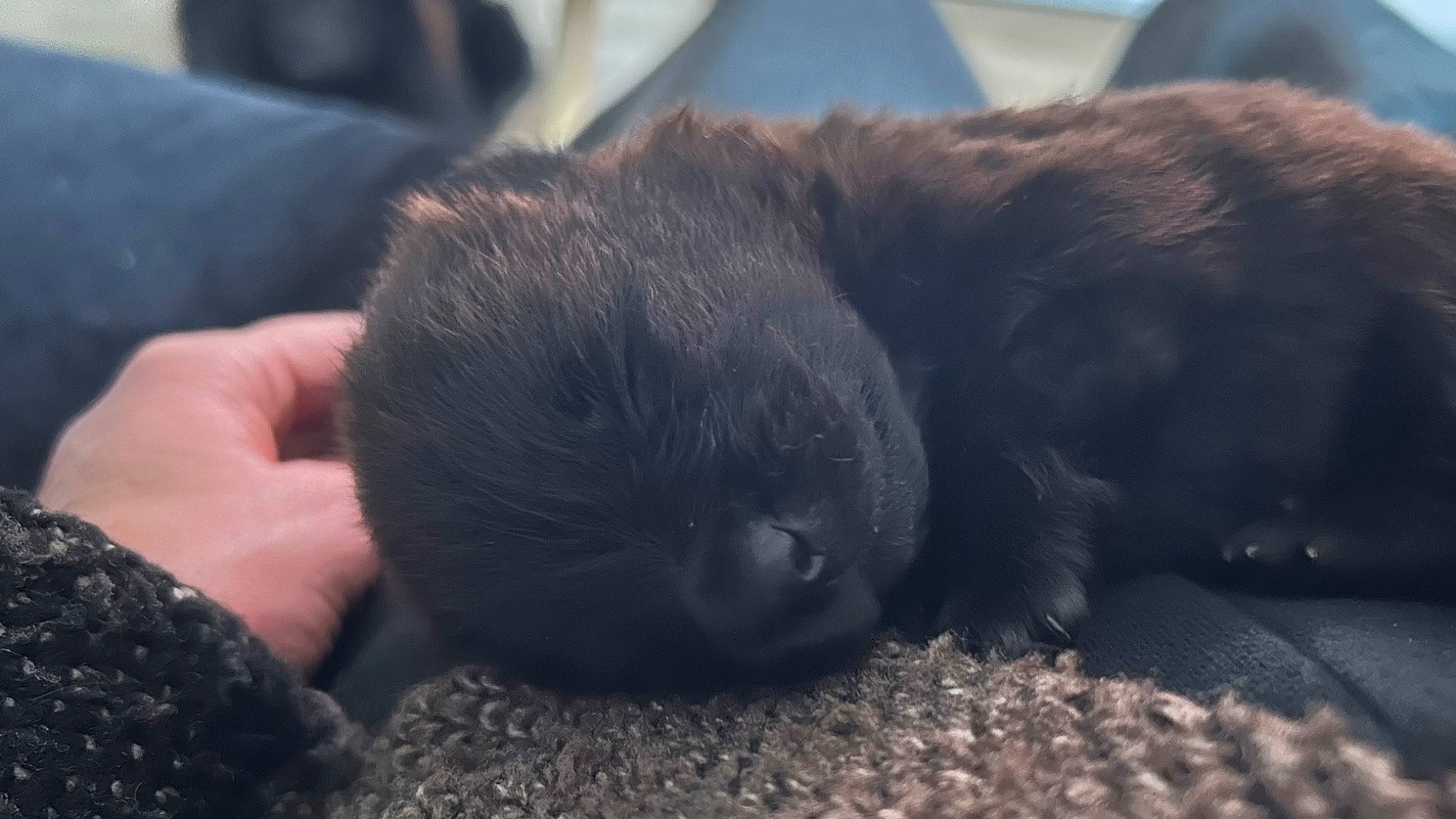 Victoire a rejoint le concours — aidez-le/la à gagner de superbes lots ! black_cat, canidae, carnivore, cat, claw, comfort, dog_breed, domestic_short_haired_cat, felidae, foot, fur, mammal, nail, paw, small_to_medium_sized_cats, snout, sporting_group, tail, terrestrial_animal, whiskers