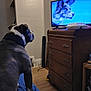 dog, television, furniture, cushion, wooden_dresser, indoor, pet, animal, living_room, floor, screen, watching, brown, white, blue, electronics, household, quiet, companion, resting